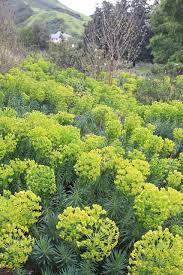 Image result for Euphorbia