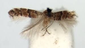 Image result for Pentadesma