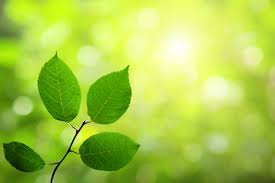 Generalmente se presenta en animales que viven en zonas o áreas húmedas o acuáticas. Por Donde Respiran Las Plantas Vix