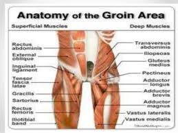 Human muscle system, the muscles of the human body that work the skeletal system, that are under . Sporting Hip And Groin