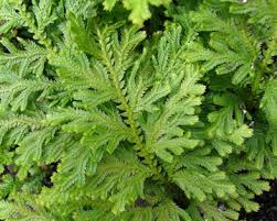 Image result for Selaginella afrorum