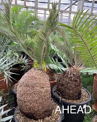 Image result for Encephalartos aplanatus