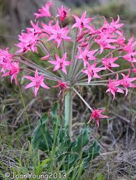 Image result for Brunsvigia radulosa
