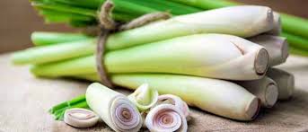 Update harga serai (sereh) wangi per kilo hari ini dan berapa harga minyak atsiri serai di tokopedia nah, selanjutnya mari kita simak apa saja manfaat dan khasiat serai wangi bagi kesehatan jika. Taman Herba Intan Serai Makan