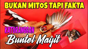 Keris dengan pamor buntel mayit sangat dilematis posisinya. Ayam Suro Bantalan Mayit Cara Golden