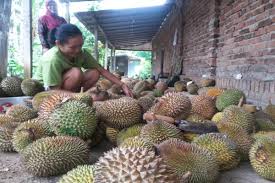Kuala kangsar (wajib singgah beli tudung) trying durian. Ingin Nikmati Durian Suluk Madiun Nan Legit Datang Saja Ke Tempat Ini