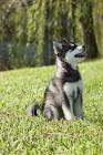The Best Small Dog Breeds - The Spruce Pets