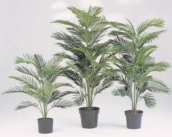 Seit jeher werden palmen als die ‚fürsten des pflanzenreiches' gewürdigt. Areca Palme 80 180 Cm Kunstpflanze De
