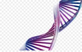 Hala geleceğin bölümü olan bölüm. Uc Masaustu Duvar Kagidi Dna Boyutlu Uzay Bilimleri Molekuler Biyoloji Mor Mavi Dna Modeli Seffaf Png Goruntusu