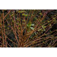We did not find results for: Jc Raulston Arboretum Our Plants Cornus Sanguinea Midwinter Fire