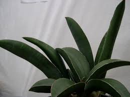 Image result for Sansevieria sinus-simiorum