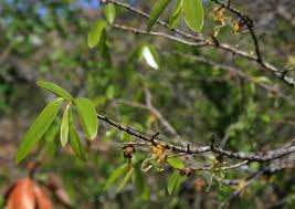 Image result for Hexalobus monopetalus