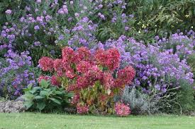 Hydrangea paniculata, the panicled hydrangea, is a species of flowering plant in the family hydrangeaceae native to southern and eastern china, korea, japan and russia (sakhalin). Buy Hydrangea Hydrangea Paniculata Diamant Rouge Rendia Pbr 24 99 Delivery By Crocus