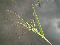 Image result for Panicum chionachne