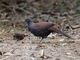 Pictus) lady amherst's pheasant (c. Mountain Peacock Pheasant Female With Single Chick Feedin Flickr