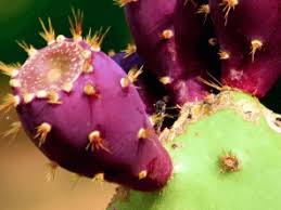 Image result for Thunbergia annua