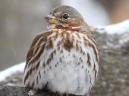 Every region of the country has some common birds that always seem to be around the feeders, but very few species are found throughout the entire continental united states. Virginia Birds Pictures And Bird Identification Tips