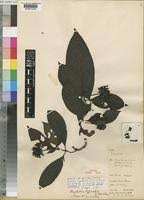 Image result for Psychotria peduncularis