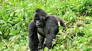 We did not find results for: How Big Are Silverback Gorillas How Big Is A Silverback Gorilla