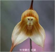 Image result for ����С���m