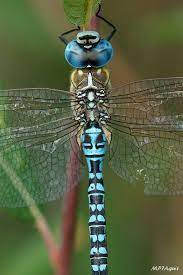 Lįᏸeℓℓนꮭeꭶ Dragonfly Images Dragonfly Photography Dragonfly Photos