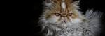 List of cat breeds - Wikipedia