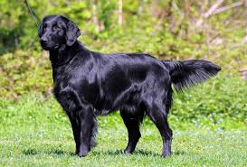 Golden retriever has a thick and long hair coat. Flat Coated Retriever Mix Facts Breed Info Temperament
