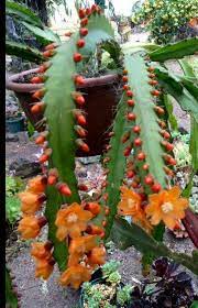 While many people mistake the colorful scion of a moon cactus for its bloom, moon cactus do flower in time. 20 Cacti And Succulents That Hang Or Trail With Pictures Flowersandflowerthings Planting Succulents Plants Succulents Garden