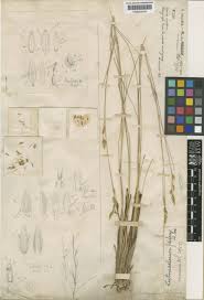 Image result for Eriochrysis pallida