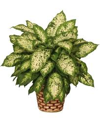 Image result for beautiful dieffenbachia