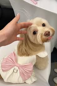 Pink Quince Dog Dress