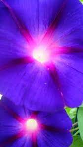 A Lovely Garden All In The Morning Glory Plant Family Morningglory Gardening Morning Glory Plant Garden Vines Morning Glory Flowers
