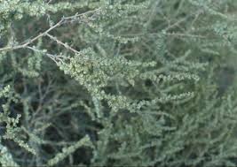 Image result for Atriplex