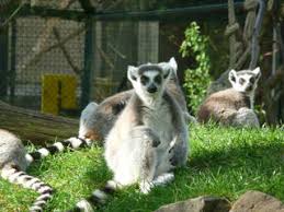 Zoo saarbrücken саарбрюккен, саар, германия zoo saarbrücken часы работы zoo saarbrücken адрес zoo saarbrücken телефон zoo saarbrücken фото зоопарк. Negative Bewertungen Und Meinungen Zum Zoo Saarbrucken Tierpark In Saarbrucken