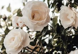 Plant them in borders, or in front of your tall rose bushes. The Finest British Roses Bush Climbing Harkness Roses
