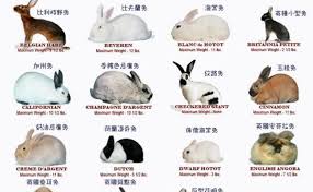The beveren rabbit is a rare breed. A Few Different Bunny Breeds Facts Info Pinterest Bunny And Rabbit Dubai Khalifa
