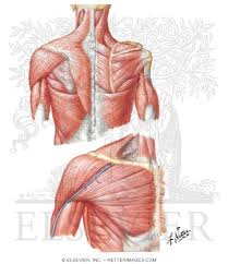 Which are the shoulder muscles and where they are located? Muscles Connecting Upper Limb To Vertebral Column Muscles Of Shoulder