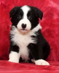 At this time, our rescue doesn't have any dogs who are ready for adoption. Smart Bordercollie Collie Puppies Puppy Adoption Border Collie Puppies