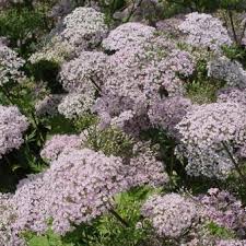 Check spelling or type a new query. Chaerophyllum Hirsutum Roseum