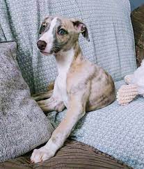 Whippet Ginny Greyhound Puppy Whippet Grey Hound Dog