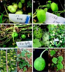 Image result for Cucumis kalahariensis