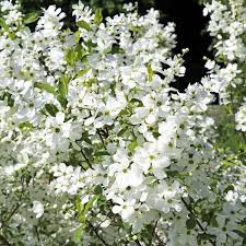 Image result for Exochorda