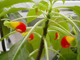 We are always here to help you take the best care of your bird with the biggest variety and best quality bird products available in the world. Parrot Plant Congo Cockatoo Impatiens Niamniamensis Flickr