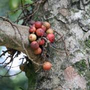 Image result for Ficus tremula