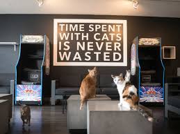 Keeping fit should also not be problematic for you since there are many cycling routes in the suburb. The Catcade Chicago Cat Cafe Rescue And Lounge