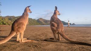Zu den schädlichsten eingeschleppten tieren in australien gehören fuchs und katze. Hier Triffst Du Australische Tiere In Freier Wildbahn Queensland
