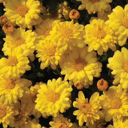 Hardy Garden Mum - Sizzling Igloo