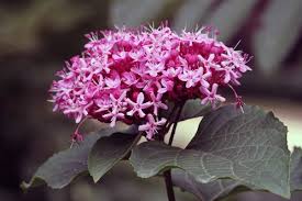 Image result for Clerodendrum