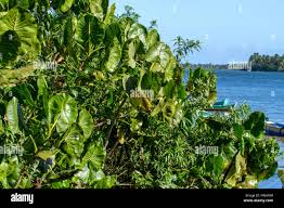 Image result for Montrichardia linifera