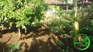 Lebah sangat penting bagi ekosistem. Tanaman Di Kebun Belakang Rumah